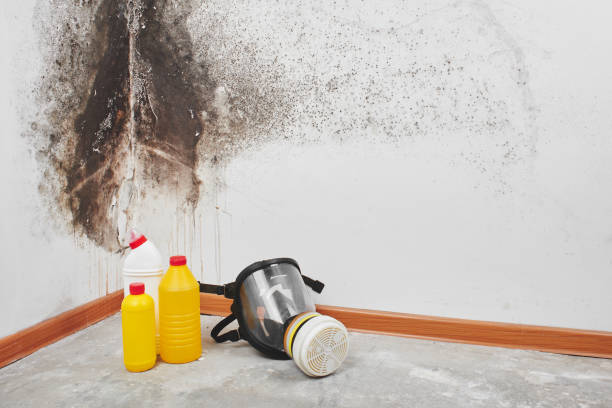 Best Affordable Mold Removal  in West Bishop, CA