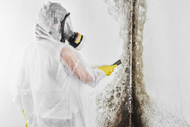 Best Mold Damage Repair  in West Bishop, CA