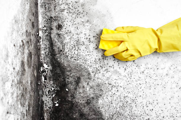 Best Mold Remediation Experts  in West Bishop, CA