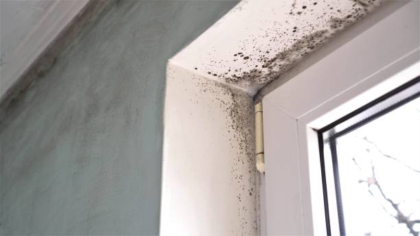 Best Mold Removal Company Near Me  in West Bishop, CA