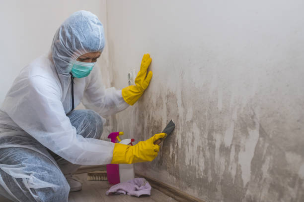 Best Certified Mold Removal  in West Bishop, CA
