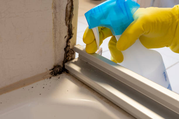 Best Residential Mold Removal  in West Bishop, CA