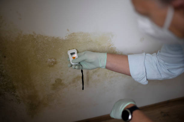 Best Mold Testing  in West Bishop, CA