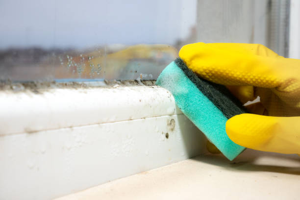 Best Certified Mold Removal  in West Bishop, CA