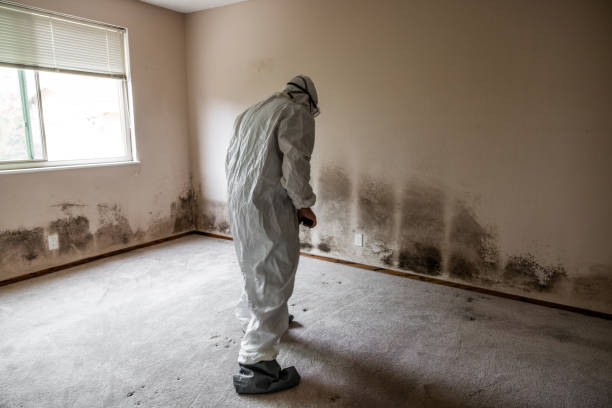 Best Mold Testing  in West Bishop, CA