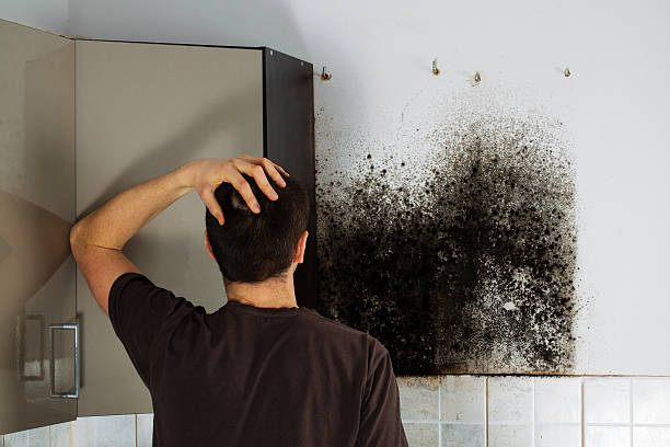 Best Mold Remediation  in West Bishop, CA