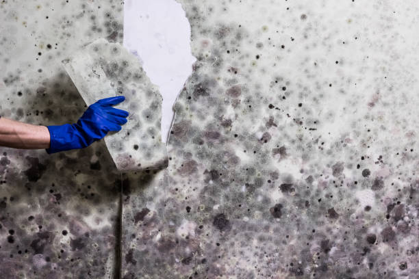 Best Mold Removal Near Me  in West Bishop, CA