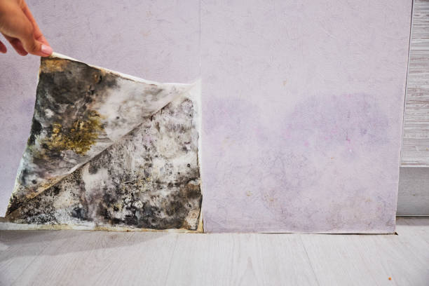 Best Best Mold Removal Companies  in West Bishop, CA